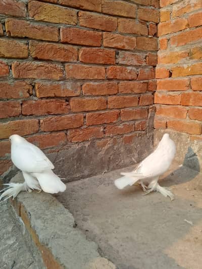 gubra pair available