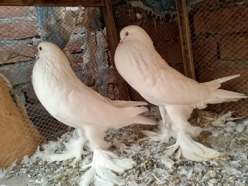 gubra pair available — photo 2