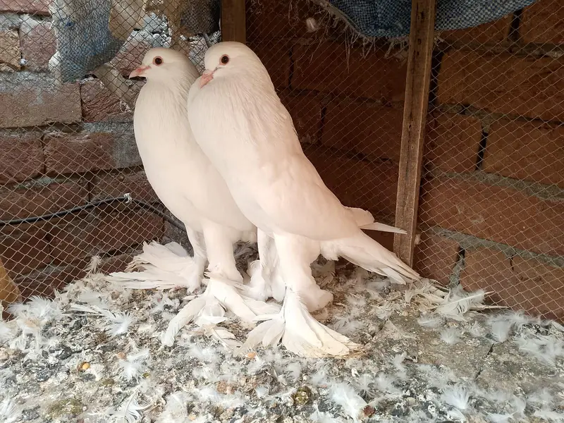gubra pair available — photo 3