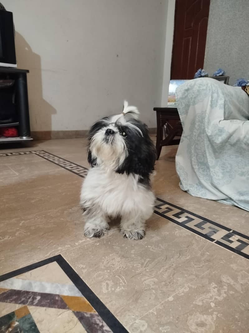 shirzu papi 3