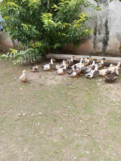 Male Duck