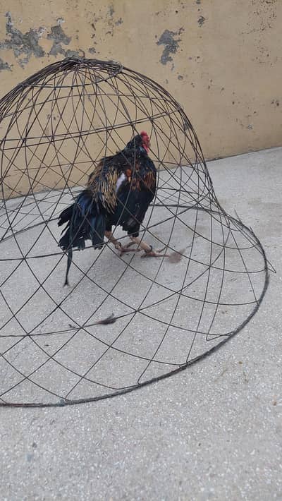 Aseel Breeder Male – Almost 2 years Old – Healthy & Beautiful