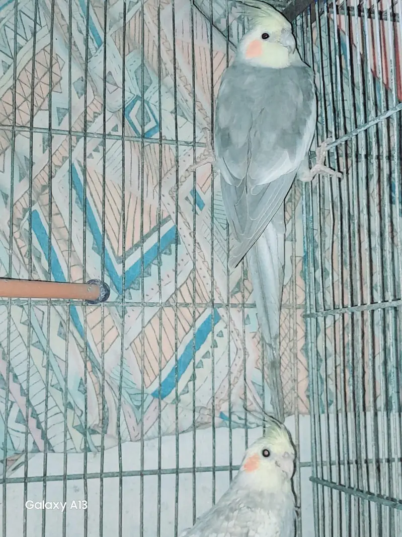 cockatiel for sale pair in just 4700 rs — photo 3