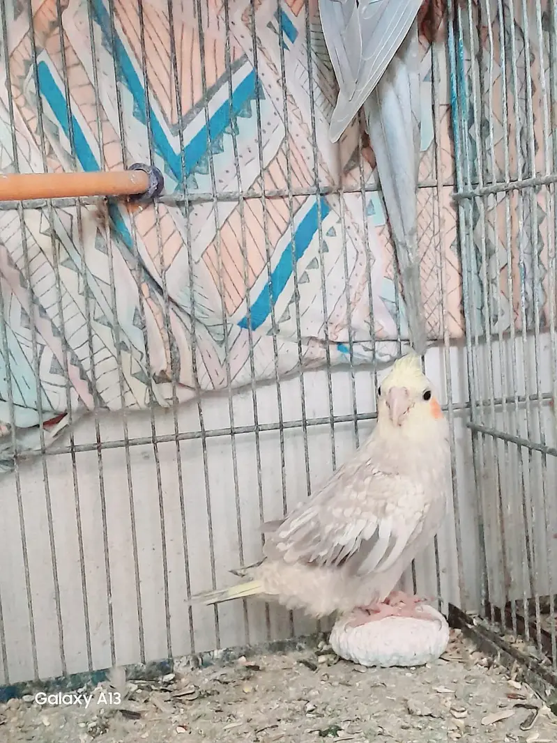 cockatiel for sale pair in just 4700 rs — photo 4