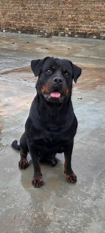 rotwalrrr dog