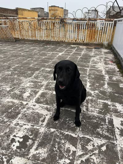 lebrador black colr female