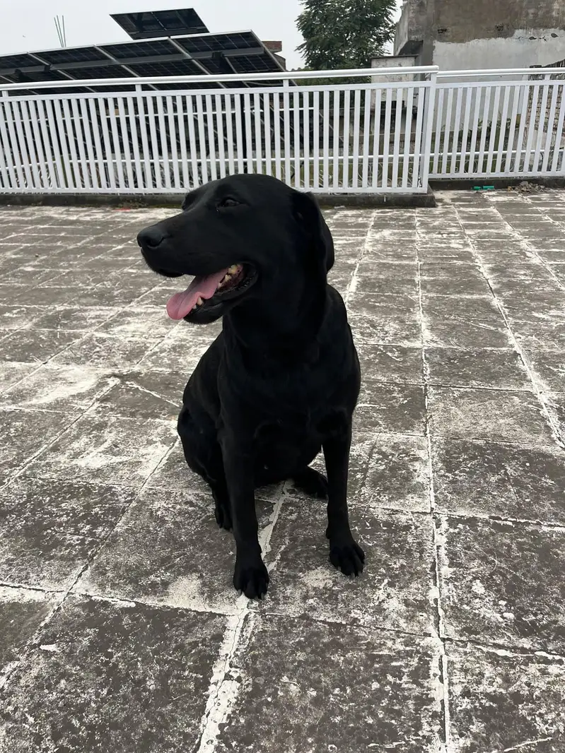 lebrador black colr female — photo 2