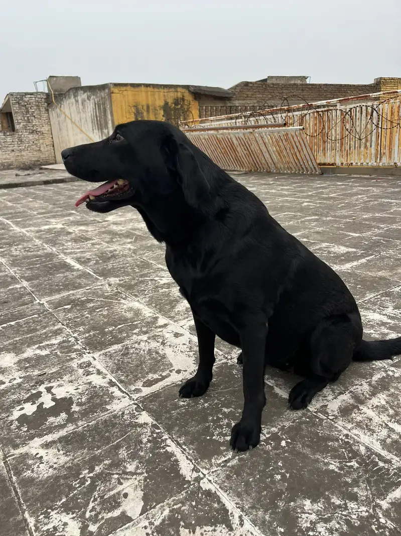 lebrador black colr female — photo 3
