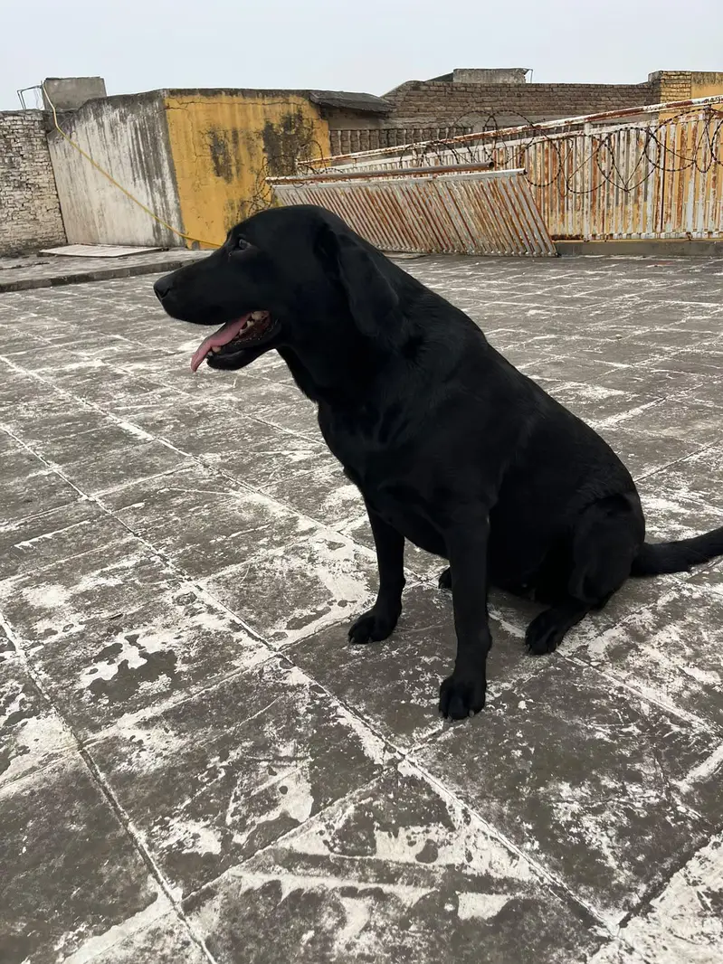 lebrador black colr female — photo 4