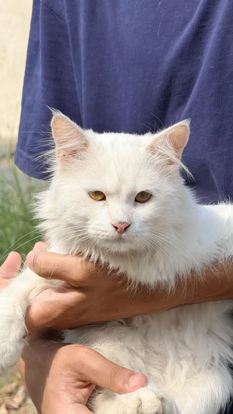 Persian white Cat Male — photo 2