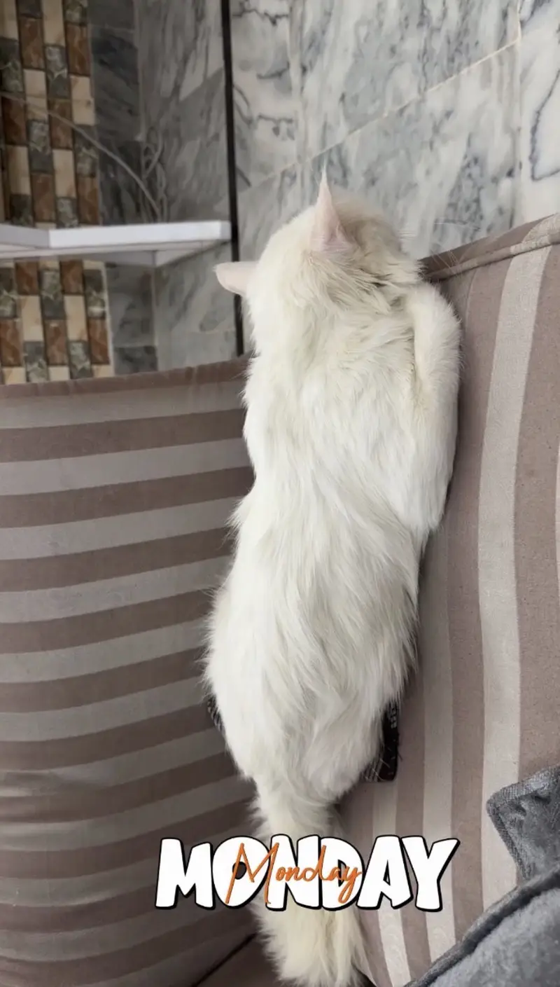 Persian white Cat Male — photo 3
