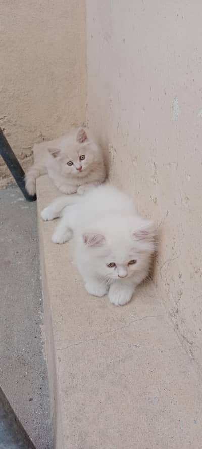 Persian cat