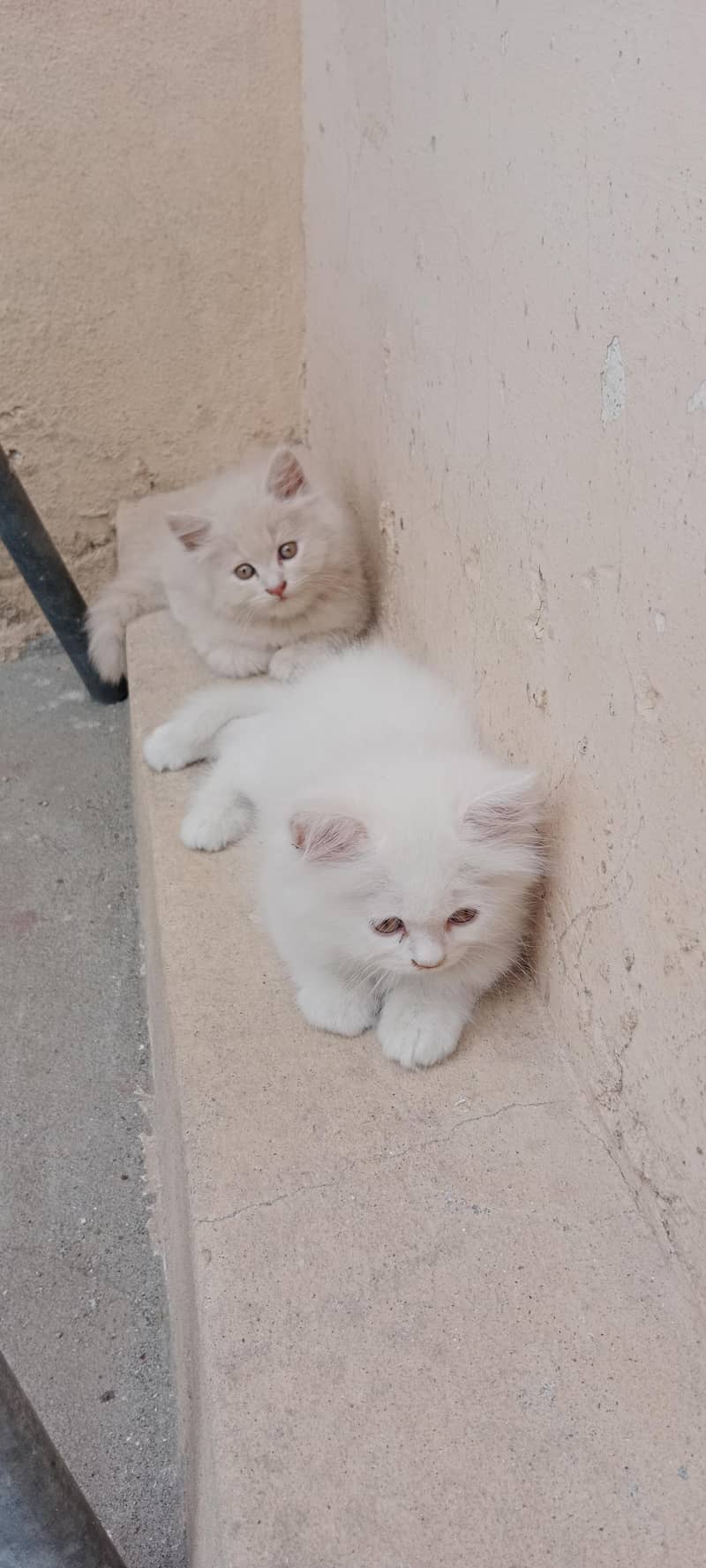 Persian cat 0