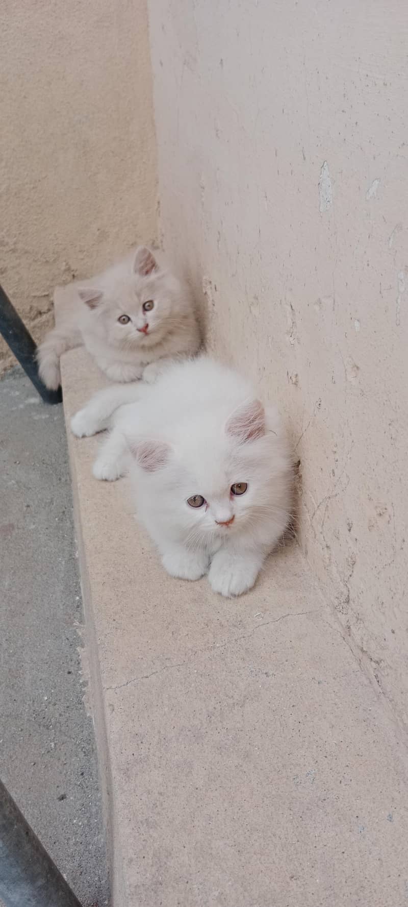 Persian cat 1