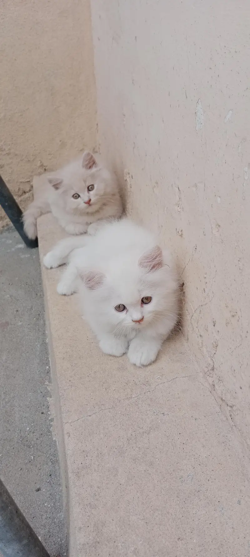 Persian cat — photo 2