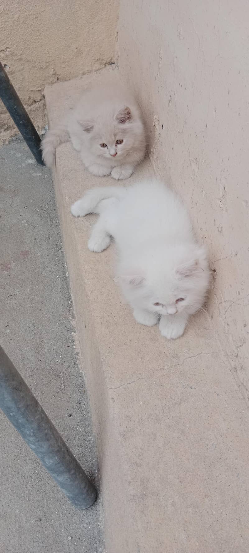 Persian cat 2