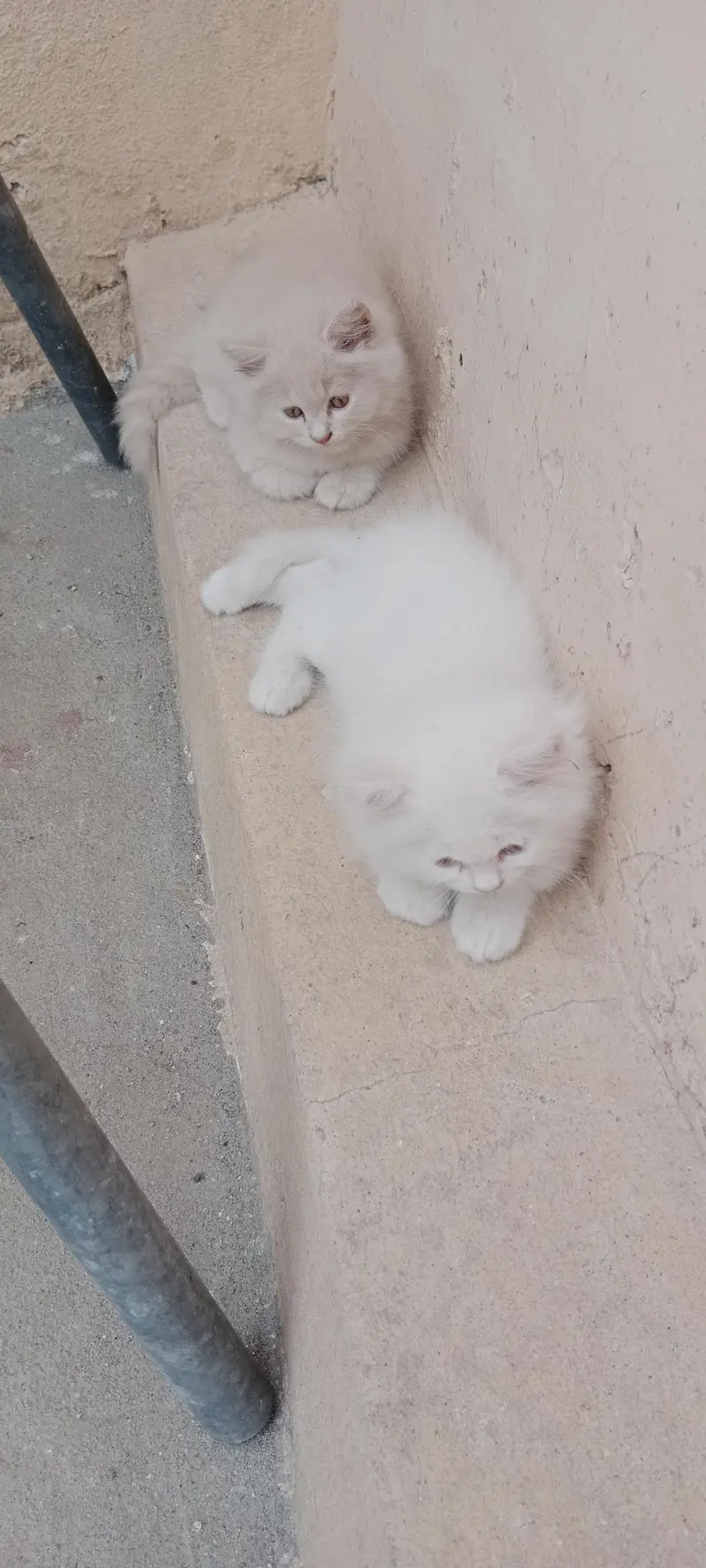 Persian cat — photo 3