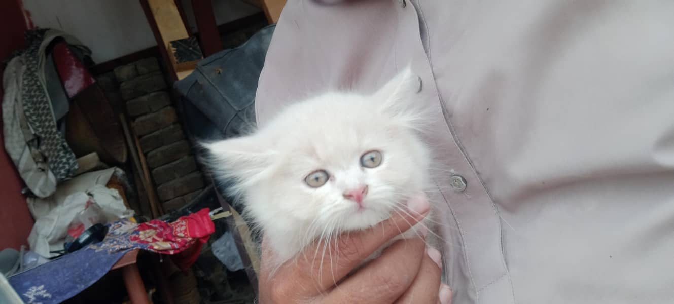 Persian cat 3