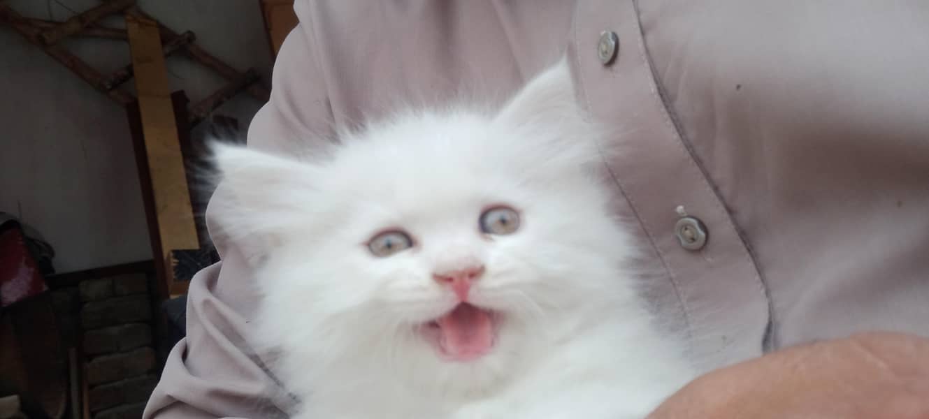 Persian cat 4