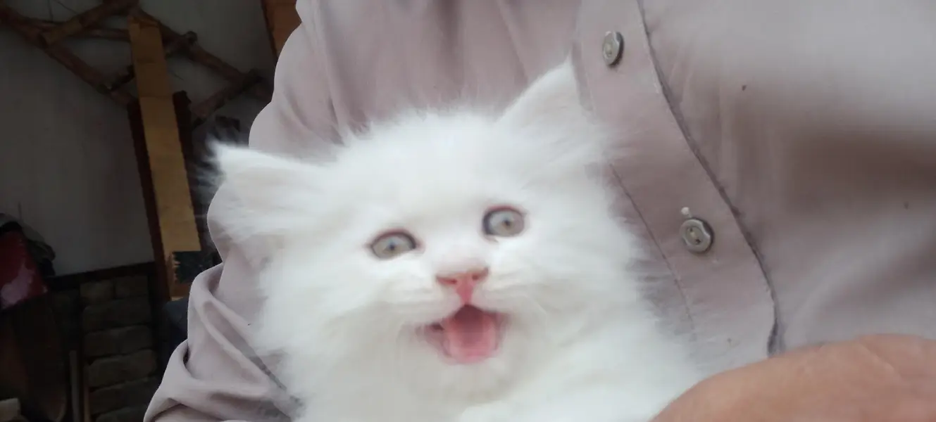 Persian cat — photo 5