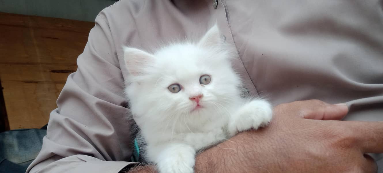 Persian cat 5