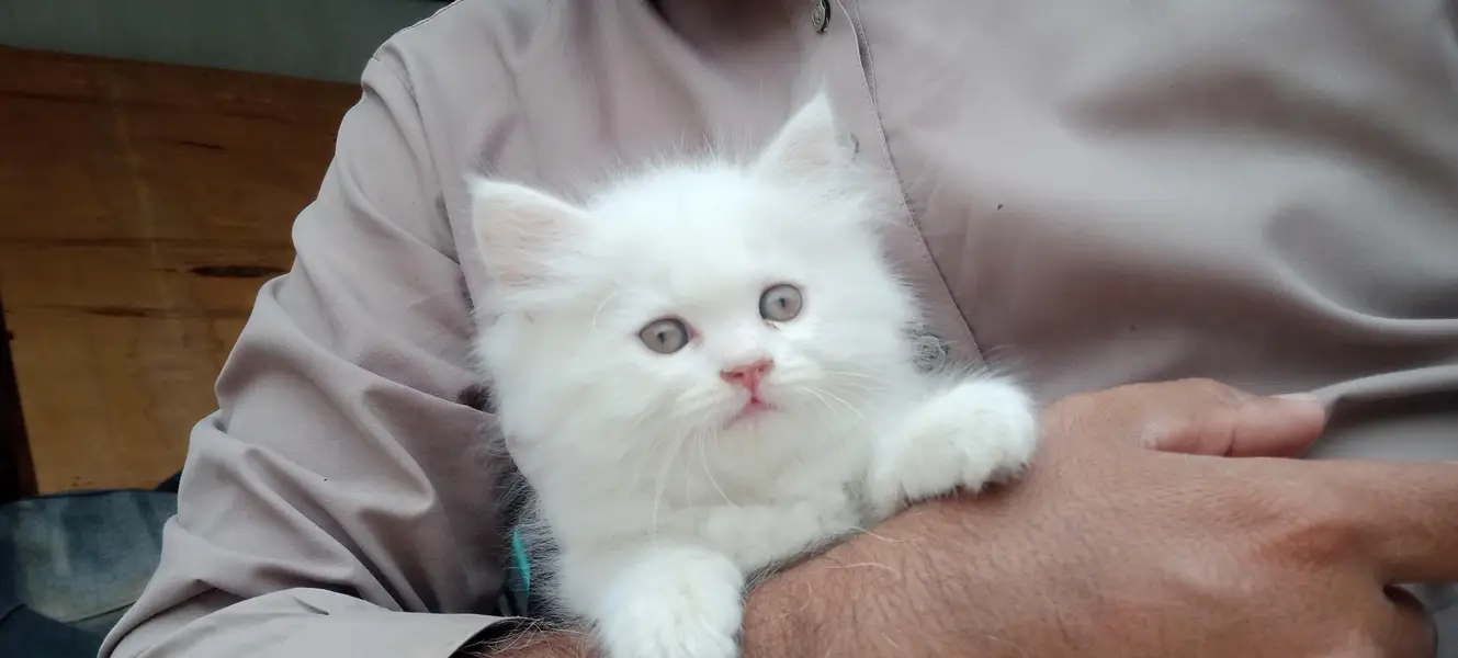 Persian cat — photo 6