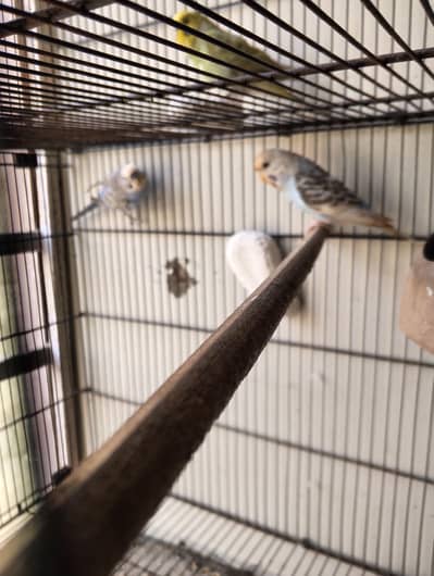 budgies ready to breed pair