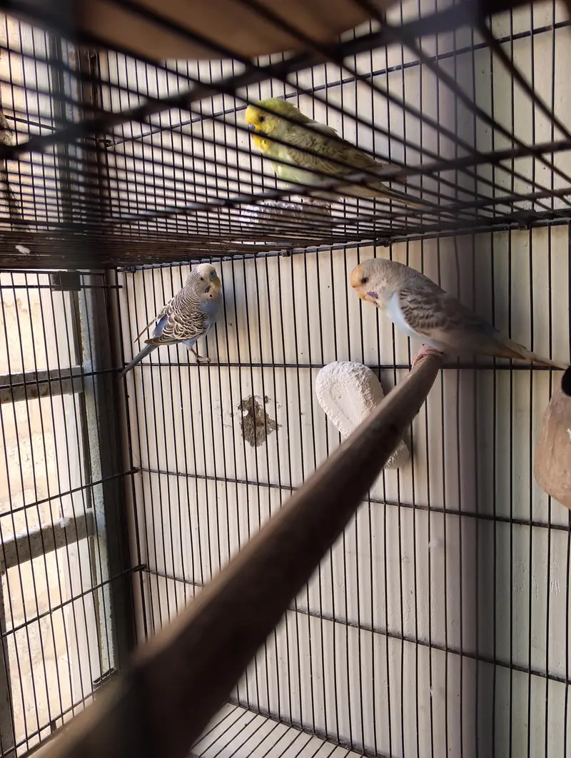 budgies ready to breed pair — photo 2