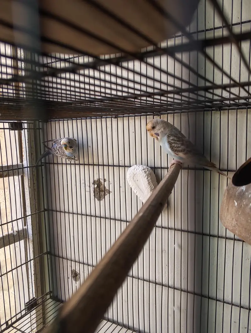 budgies ready to breed pair — photo 3