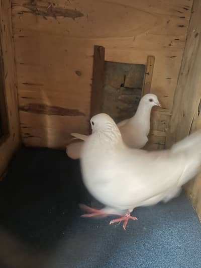 Pigeon…
