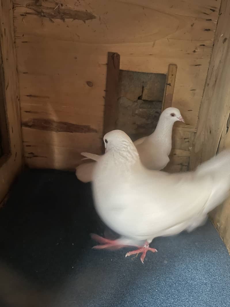 Pigeon… 0