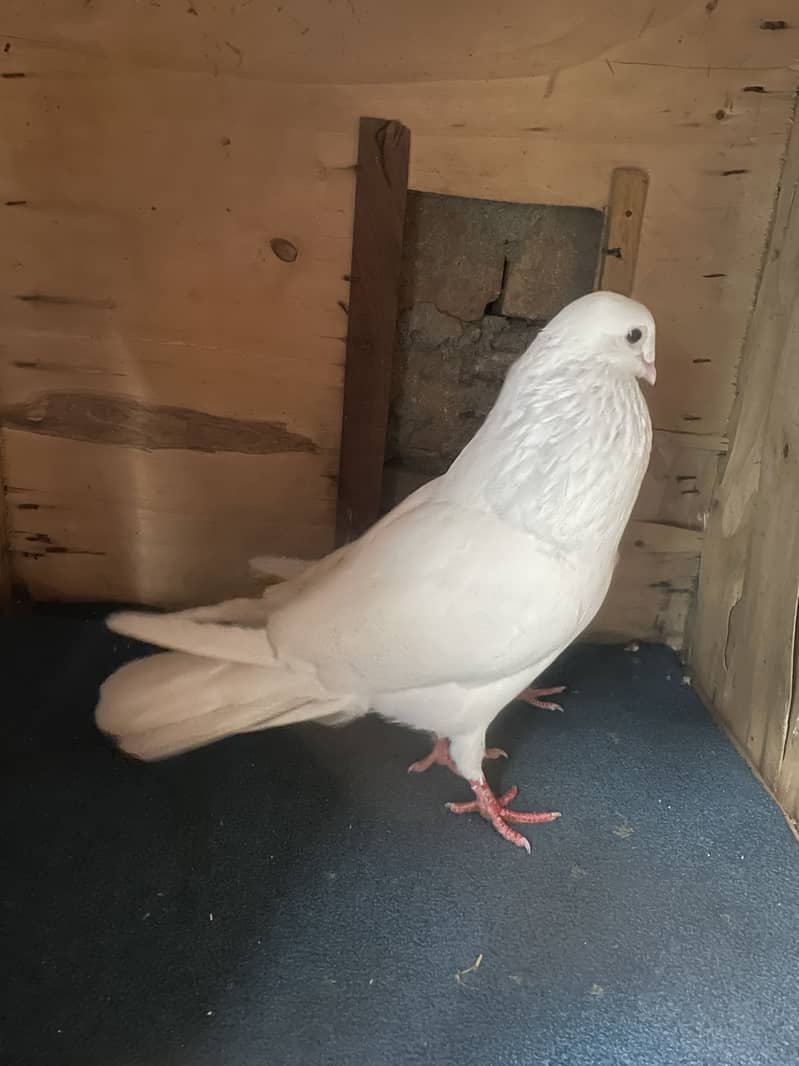 Pigeon… 1