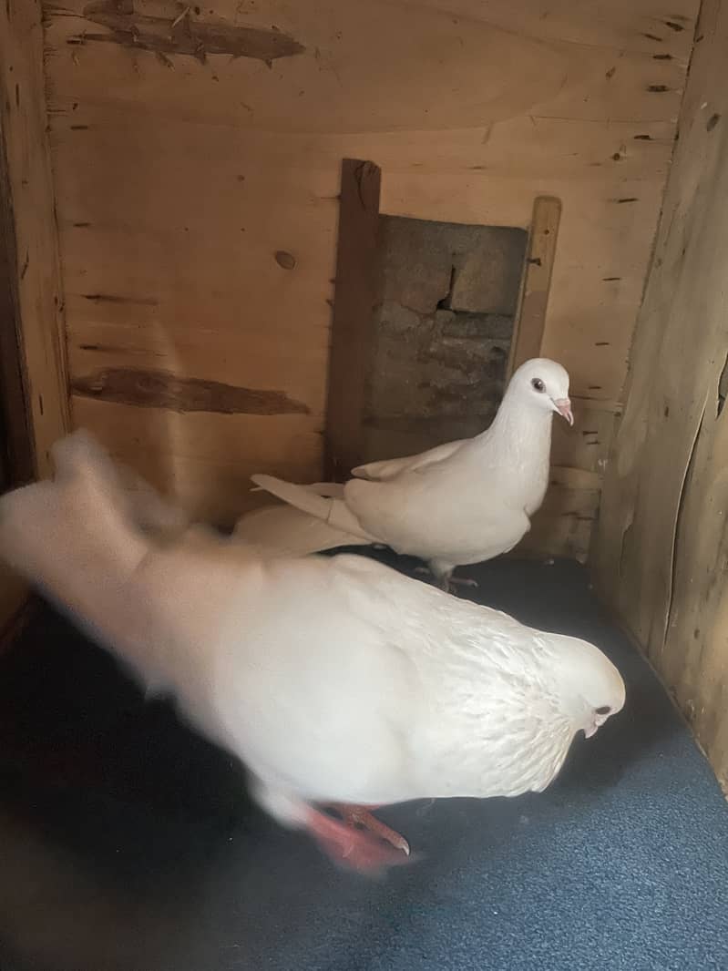 Pigeon… 3