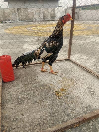 aseel asil murgha murga for sale