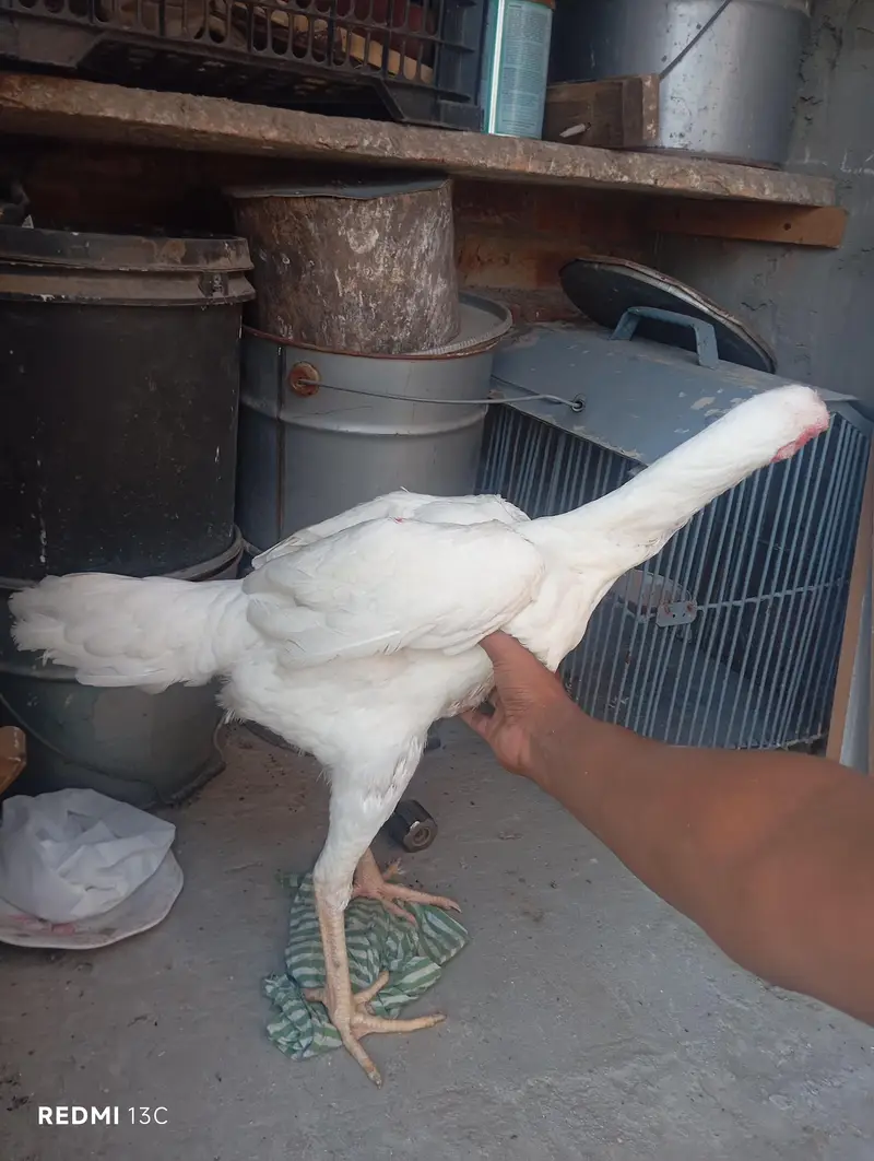 Imported Breader Shamo paper white — photo 4