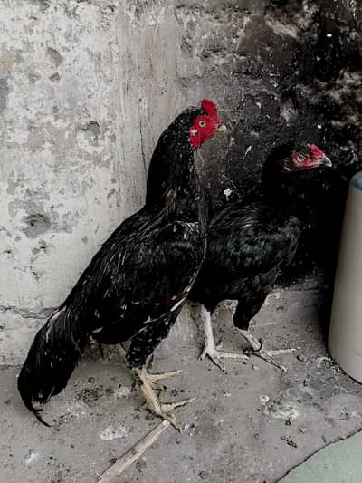 lasani breedar pair