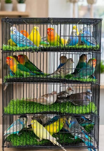 cocktail cockatiel love birds bajri Australian dove Diamond Pied Dove