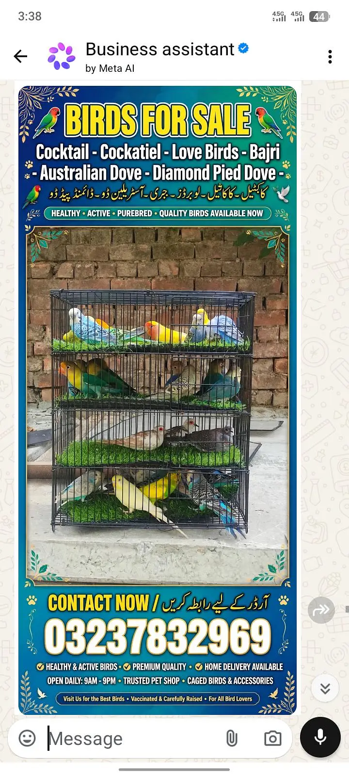 cocktail cockatiel love birds bajri Australian dove Diamond Pied Dove — photo 2