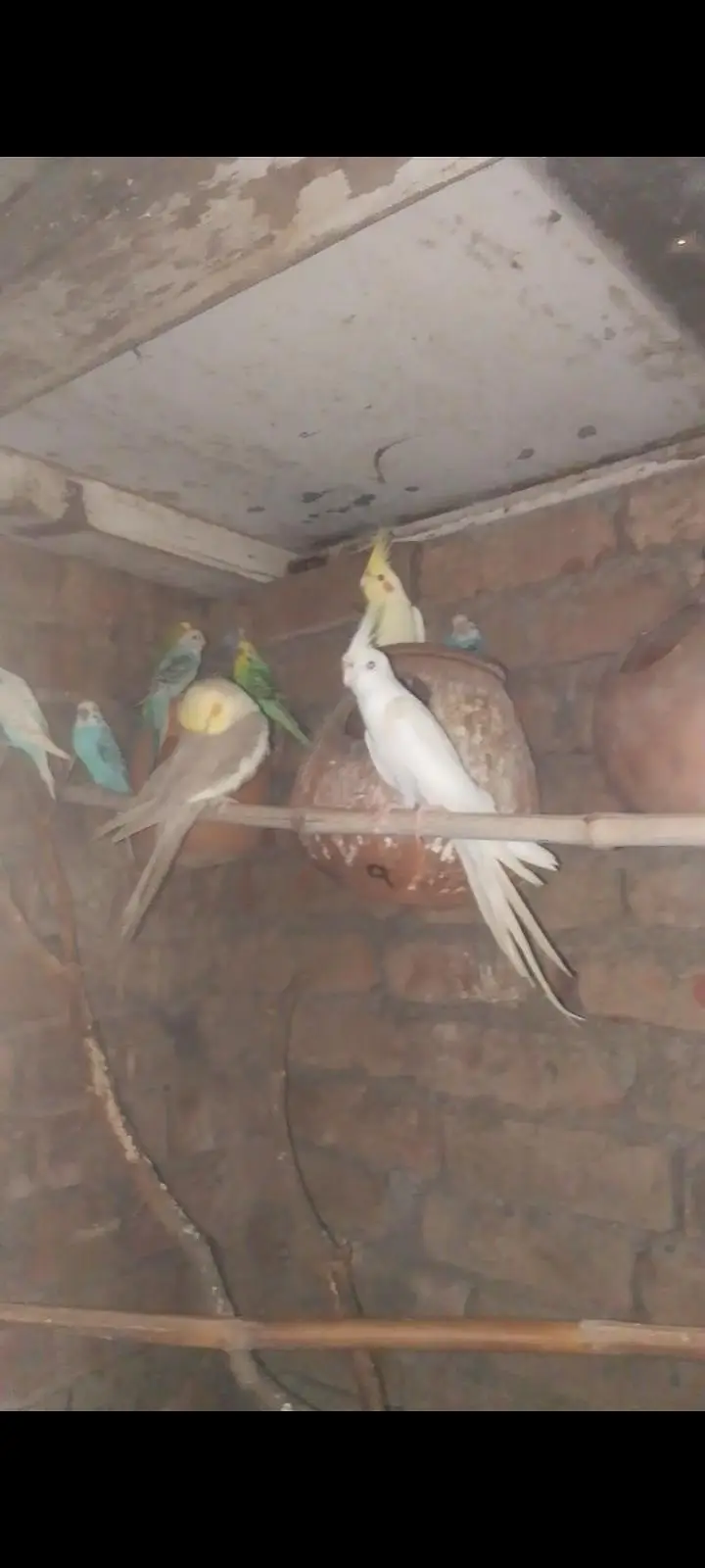 cocktail cockatiel love birds bajri Australian dove Diamond Pied Dove — photo 3