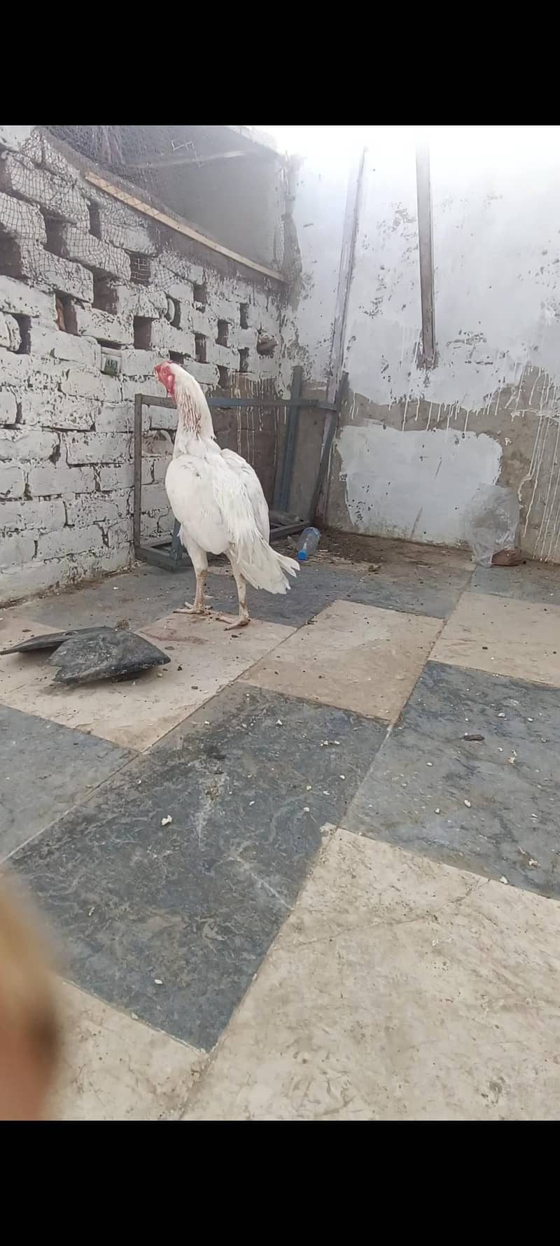 Heera aseel 1