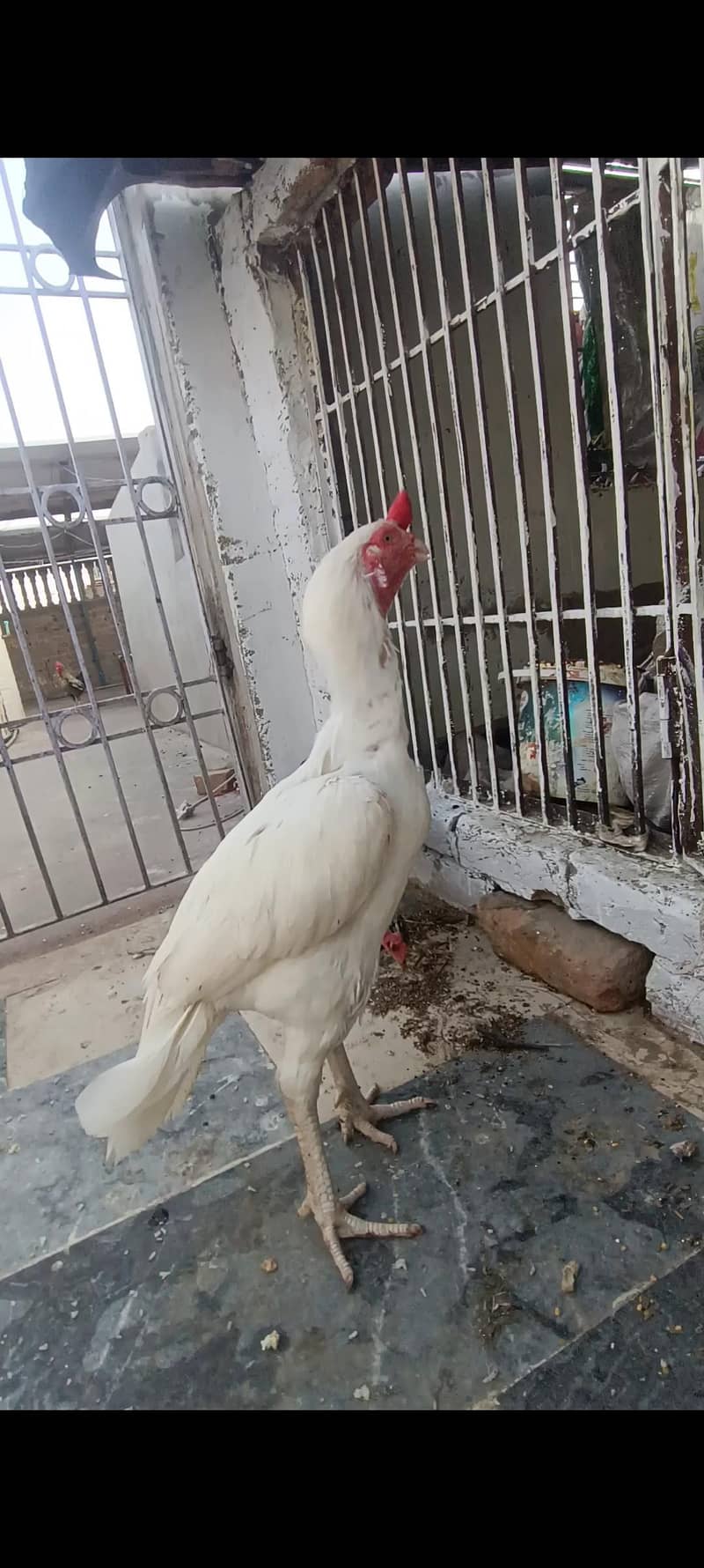 Heera aseel 3