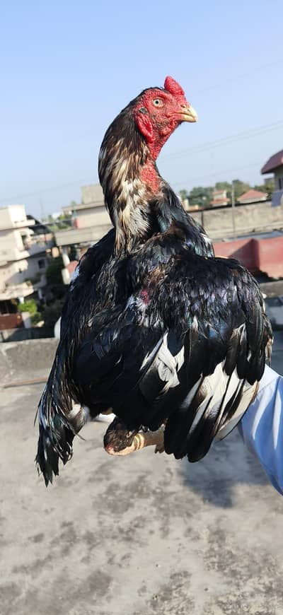 High quality Laasani Aseel pair
