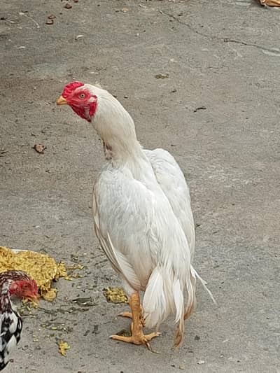 chicks