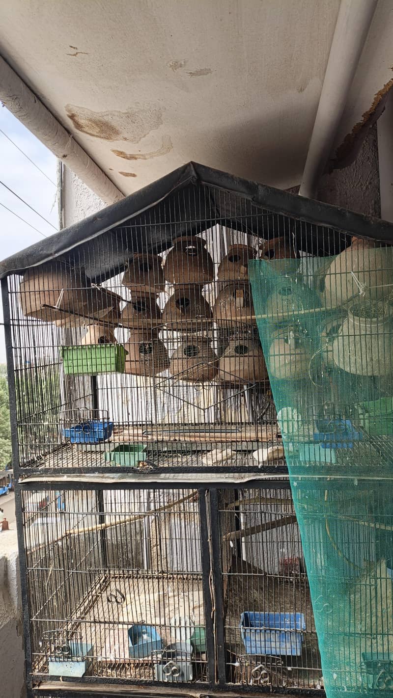 Heavy Cage 1