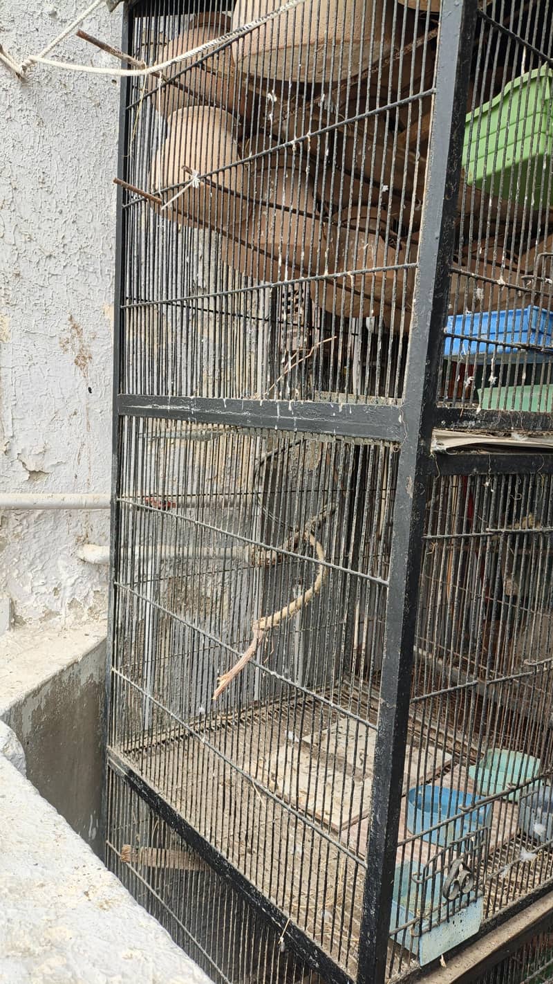 Heavy Cage 4