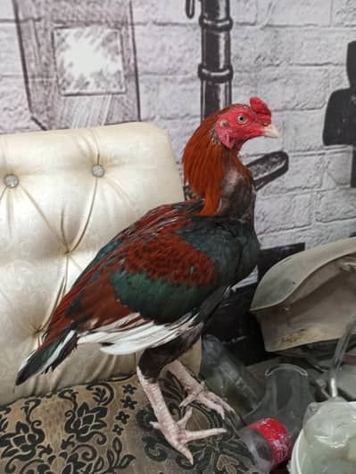 High quality mianwali aseel