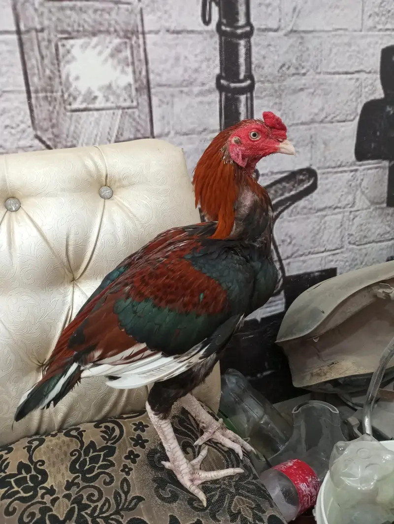 High quality mianwali aseel — photo 2