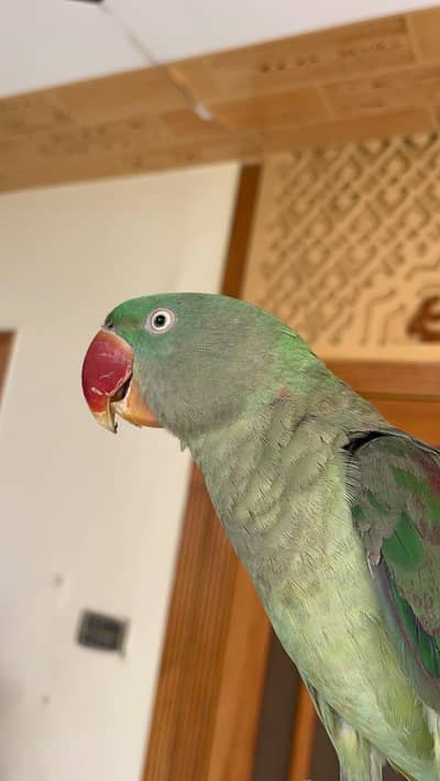 Alexander Parrot