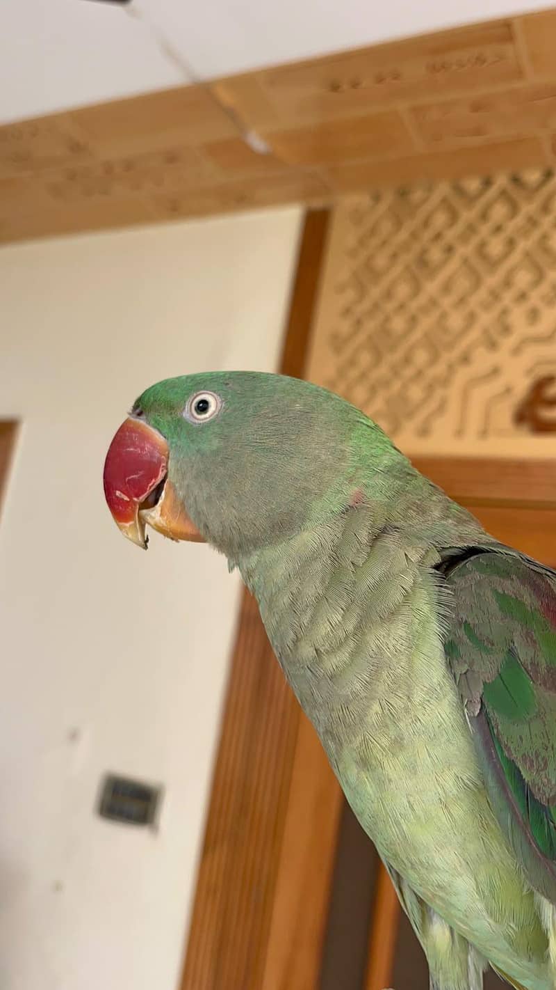 Alexander Parrot 0