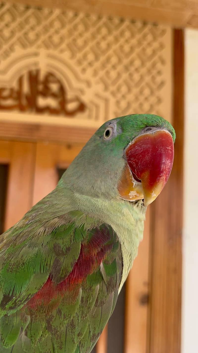Alexander Parrot 1